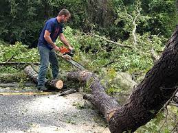 Best Tree Disease Treatment  in Bermuda Run, NC