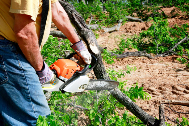 Best Fruit Tree Pruning  in Bermuda Run, NC